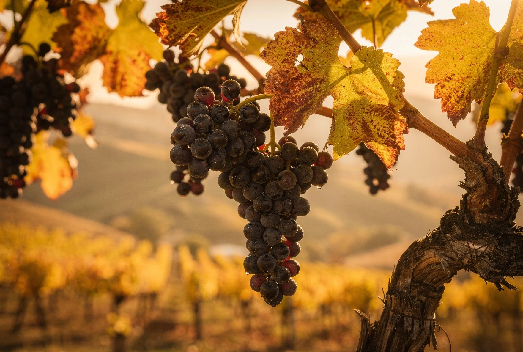 Ripe dark grape clusters on an old vine in a Kakheti vineyard during autumn harvest, golden light through turning leaves
