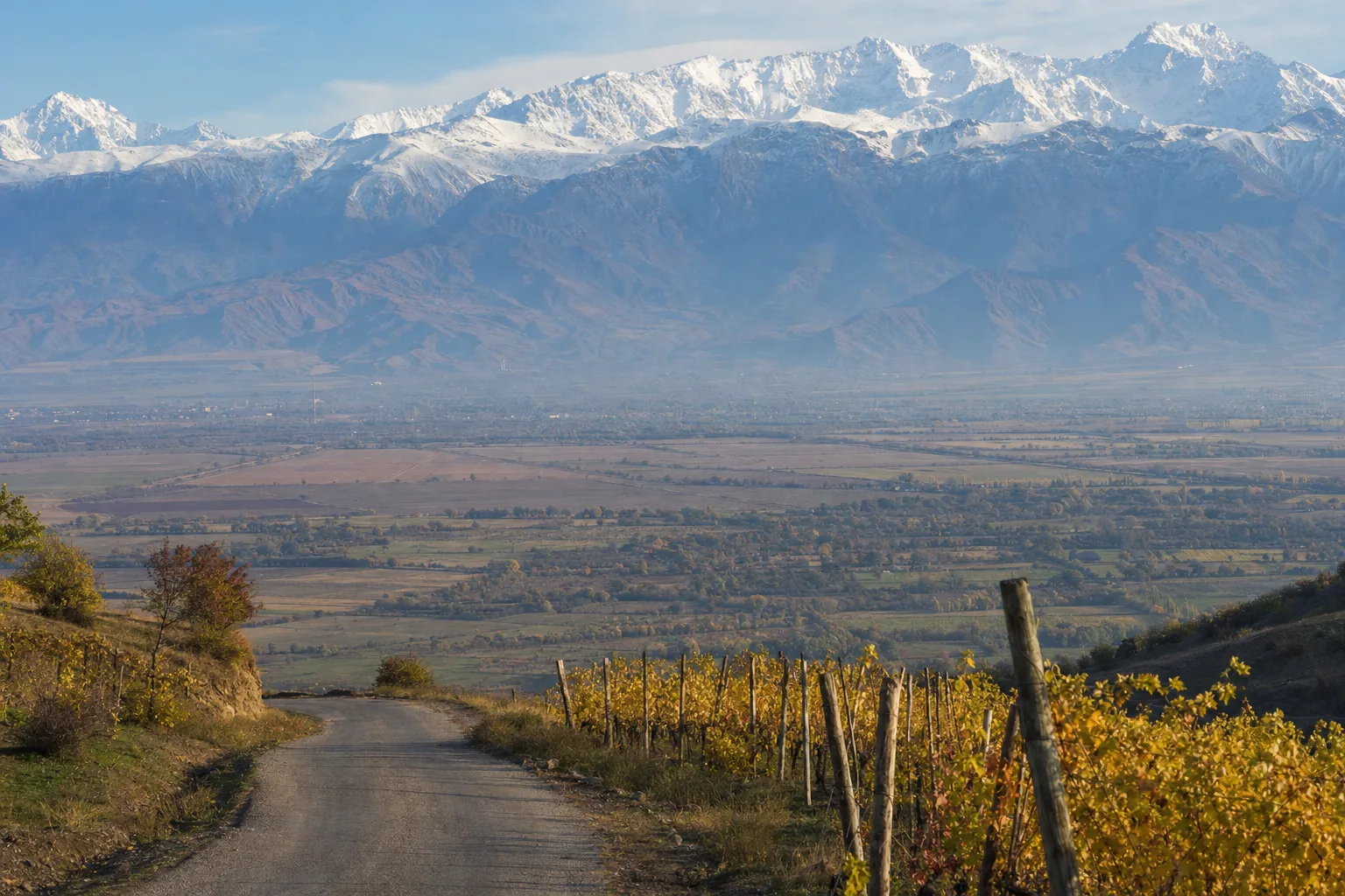 View from a hillside road over a wide vineyard valley to snow-capped Caucasus peaks on an October morning