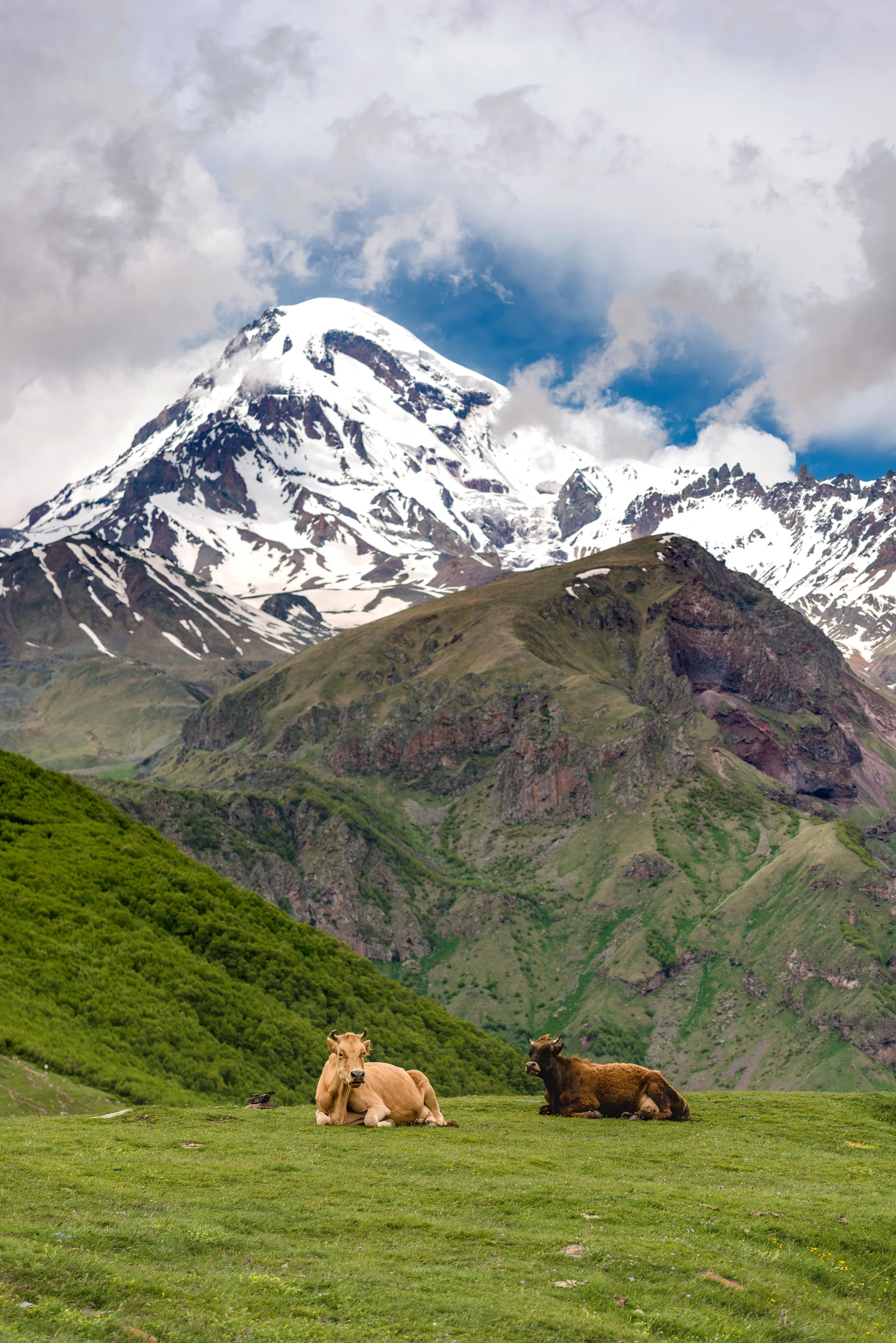 Mountain pastures near Gergeti with cows grazing and Caucasus peaks in the background
