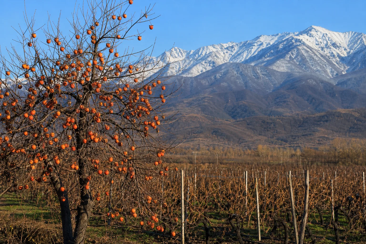 Leafless persimmon tree heavy with orange fruit beside bare vine rows in the Alazani valley, with a snow-dusted Caucasus ridge behind