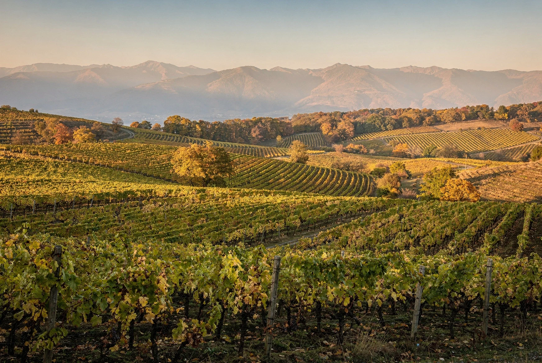 Rolling vineyard landscape in Georgia at golden hour